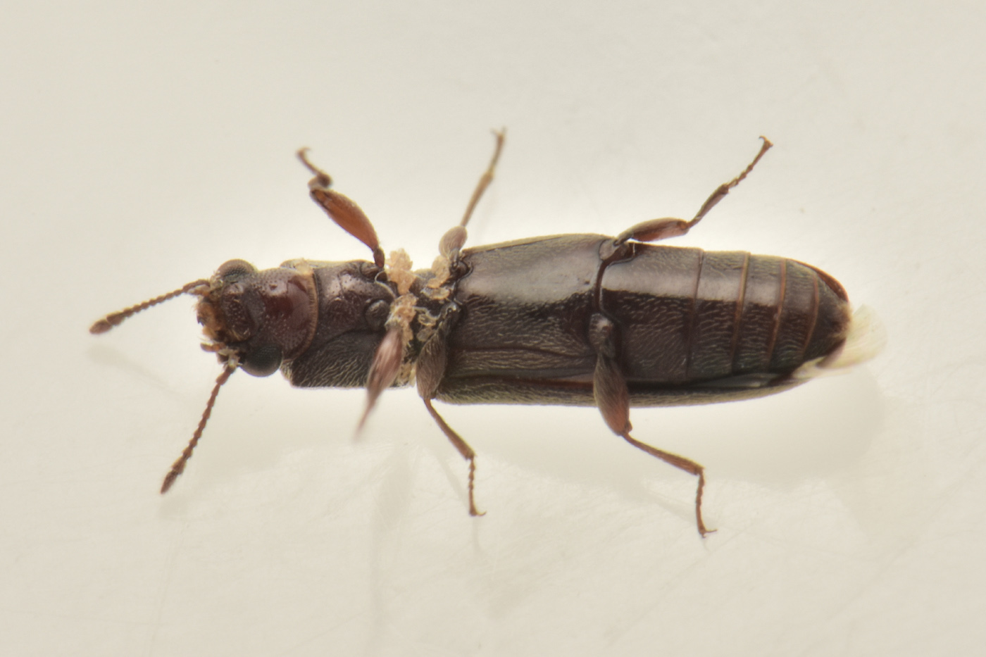 Bostrichidae: Trogoxylon sp.?  Sì, Trogoxylon cfr. parallelipipedum